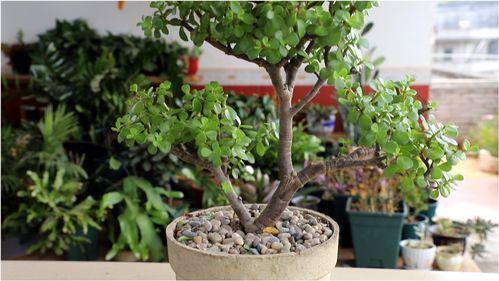 种植时机的小秘密