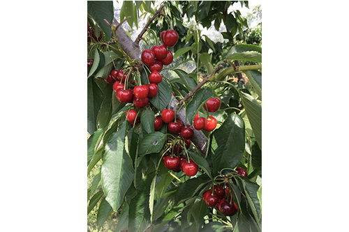 大樱桃园地建设：水源与灌溉系统