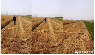 成分对作物的影响