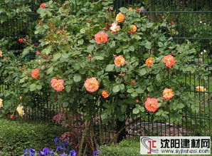 西方大地的魅力之旅