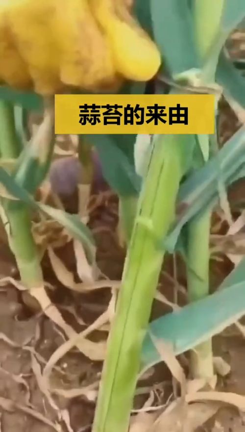 蒜苗水中生根，如何快速长高