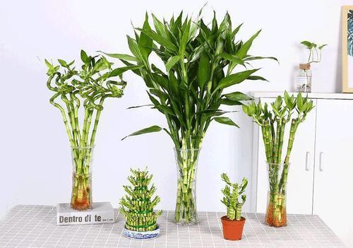 富贵竹：风水宝物