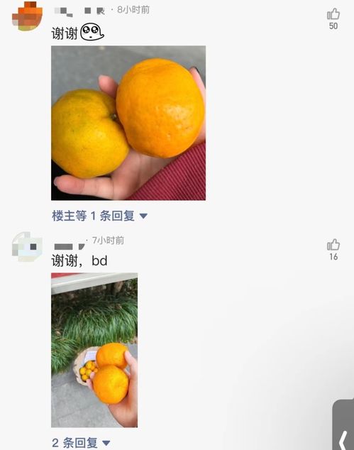 江城橘子丰收，一元橘子成为市场主打