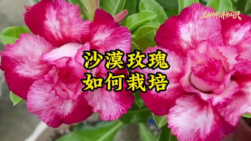 玫瑰花种植怎么做？如何让花开得更艳丽