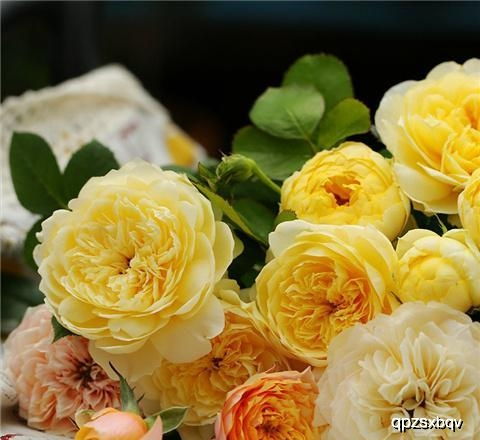 金丝雀月季：富贵金丝鸟的美丽奥秘