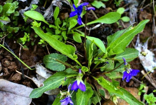 山东农村路边那些耐旱抗风的花卉品种