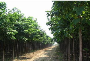 楸树的种植小秘诀