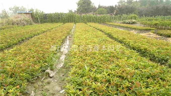 五叶藤的种植之谜