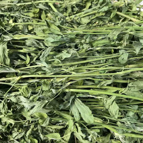 苜蓿青干草保鲜：密封阴凉