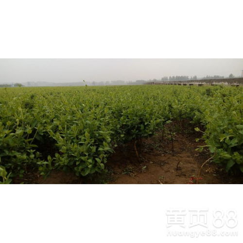 金银花种苗如何通过科学栽培种植技术实现高产优质