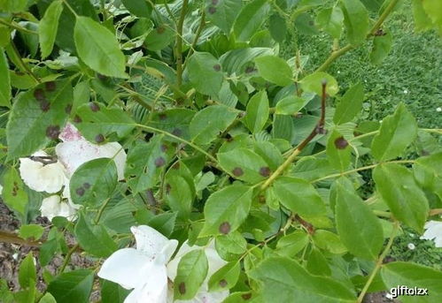 月季的夏天烦恼：黑斑病的侵袭