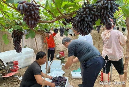 栽种果树在农村房子后面好吗？这几种树能带来哪些好处