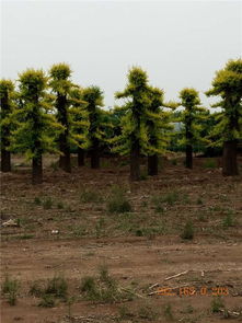 榆树的种类与分布