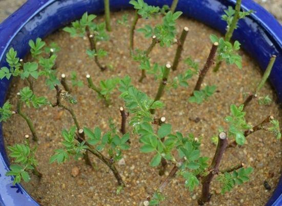哪种生根液品牌效果最好，适合植物快速生根？