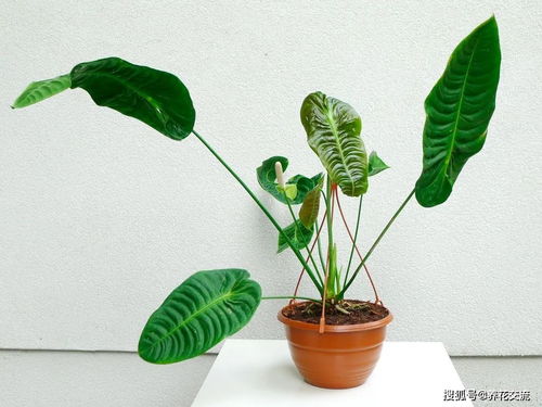 施肥得当， 红掌的胃口要照顾