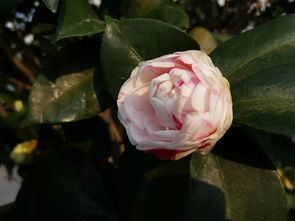 山茶花蕾去哪了？