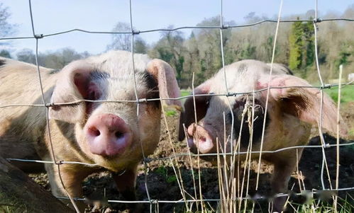 如何设计产仔栏与妊娠笼降低仔猪伤亡并提升养殖福利？