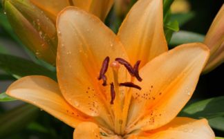 萱草花种植方法：从新手到老手的成长之旅