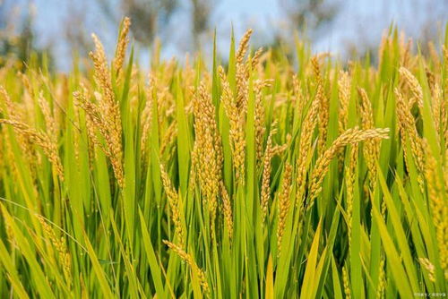 水稻田除草，哪种农药最管用？