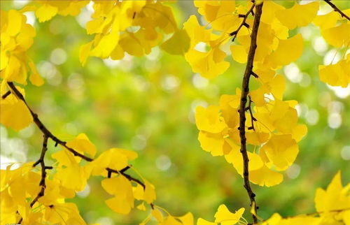 生命的轮回，银杏叶的见证