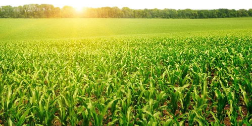 阳光充足，土壤肥沃，玉米种植必备！