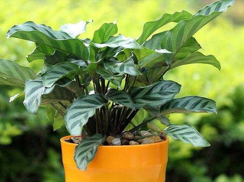 5. 注意病虫害防治