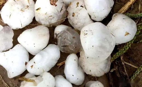 农作物包括果树吗？