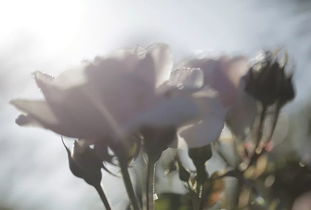 黄玫瑰之谜：探索其文化深意与美学魅力