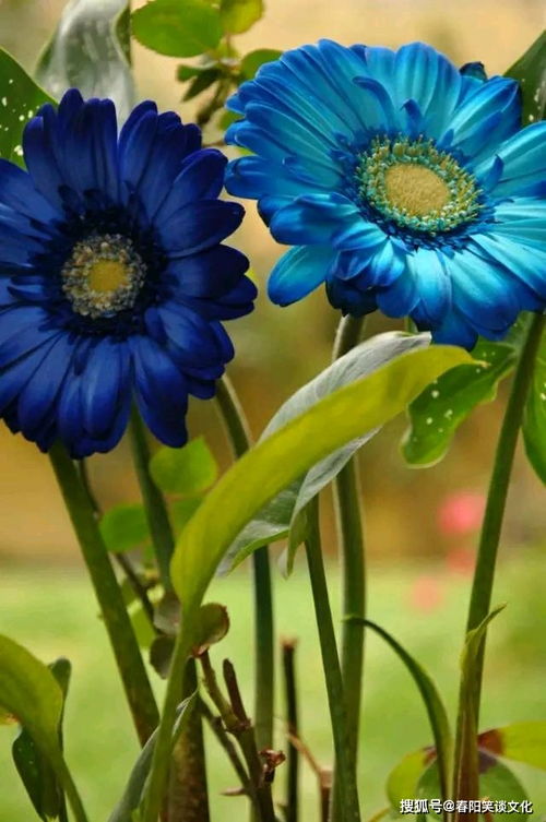 阴雪天补光灯， 雪后扫雪保光照