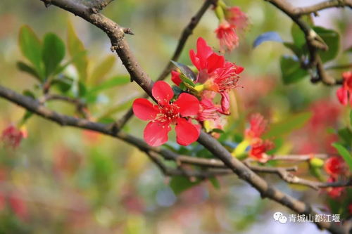 正值海棠花盛开，娇艳欲滴