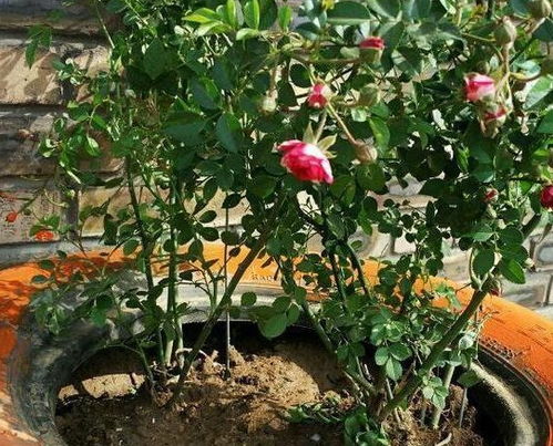 施肥篇：适量施肥，别让肥料伤根