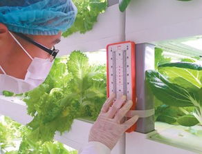 桔梗花种植时应该选择什么样的土壤和配土方法