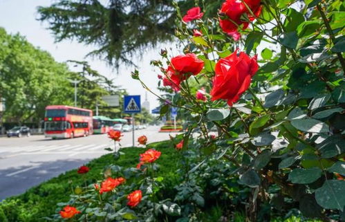 月季花，美丽得让人心动