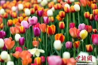 春天，五彩缤纷的花卉竞相绽放