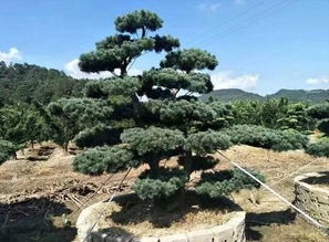 幼苗夭折期：比养孩子还费劲