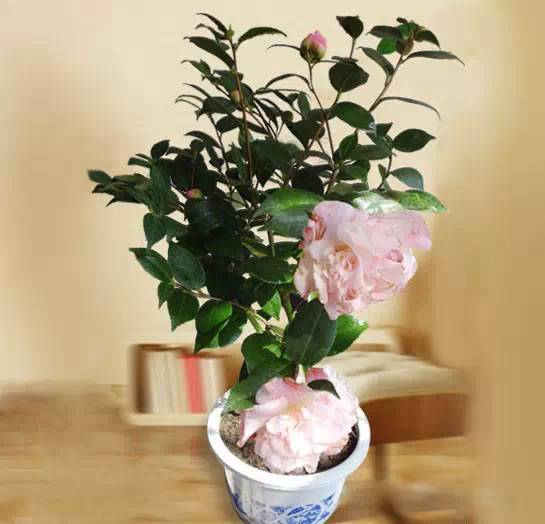 养花养不活， 心也跟着累