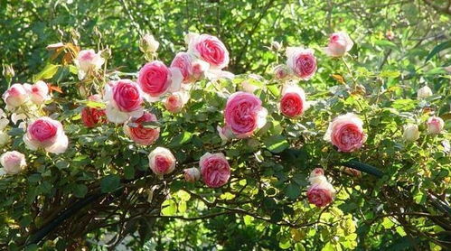 月季养护小贴士：百菌清的使用全攻略