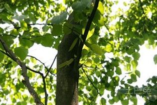 家庭花卉典型病害防治知识