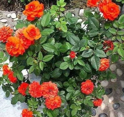 开花时期的修剪