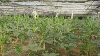 播种技巧，不嫩忘