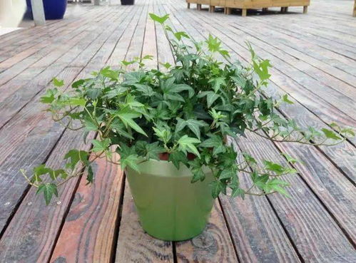 9. 铁线蕨（电子屏克星）