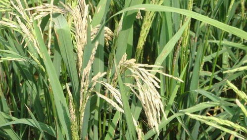 多种药剂，各有所长