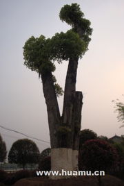 香樟树种不活，20℃±3催芽黄金法则适用吗？