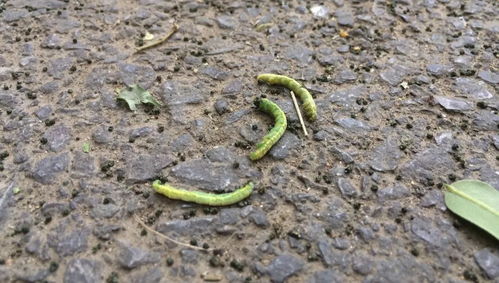 选择农药，要慎重