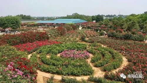 月季博览园：花海中的世界月季王台