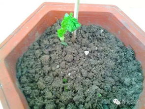 在阴凉角落种啥菜，阳光不足也Neng丰收！