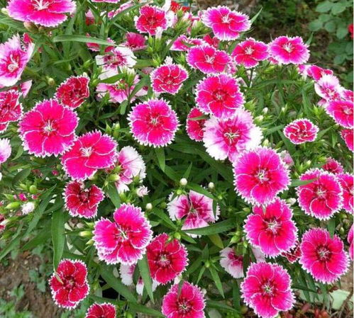 土壤：松软透气， 养分充足