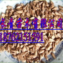 雪松种子怎么吃？炒着吃还是生吃？