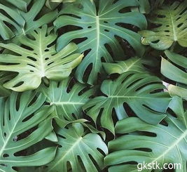 “龟背竹喜温怕寒，耐低温生长佳”