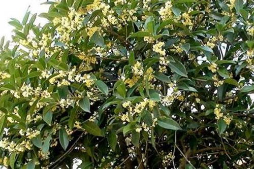 单是 种桂花树也不是一点坏处没有